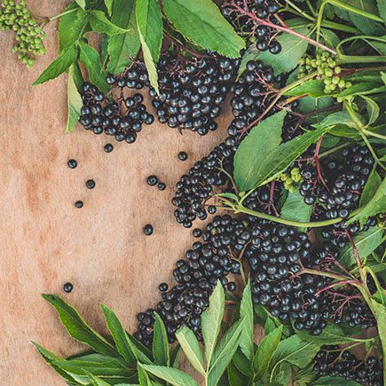 Elderberry Fights Viral Infections