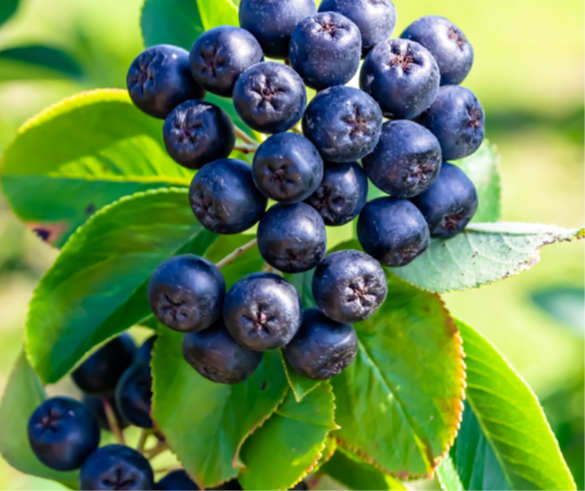 Aronia Berry & French Grape Seed for Strong Antioxidant Protection