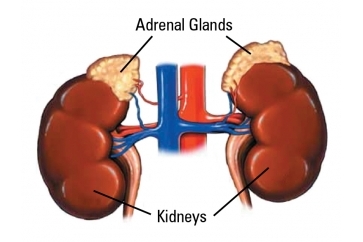 Adrenal Burnout and Chronic Fatigue