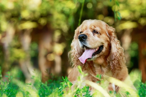 Bladder Strength FOR YOUR BEST FRIEND