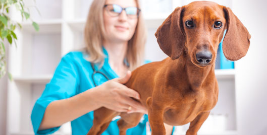 Pet Wellness Good Practices