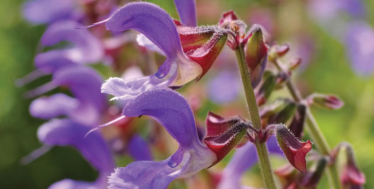 Keep Your Heart Strong with Red Sage Plus*