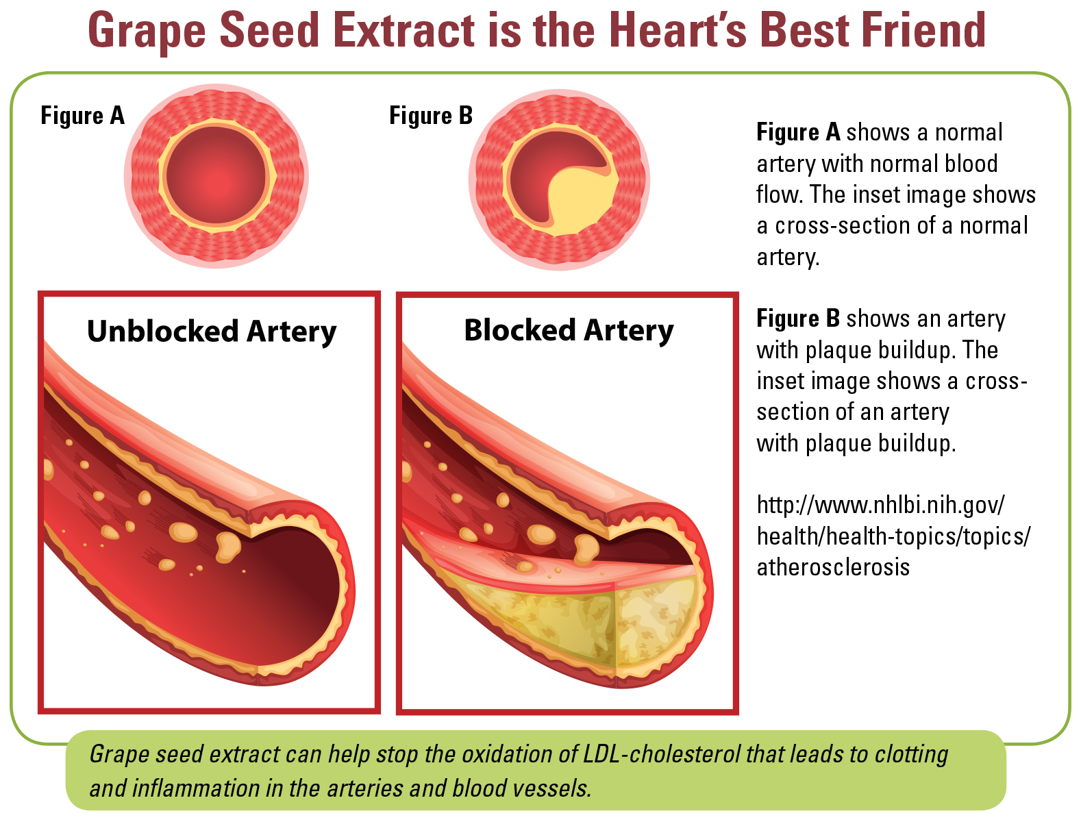 Grape Seed Extract is the Heart's Best Friend