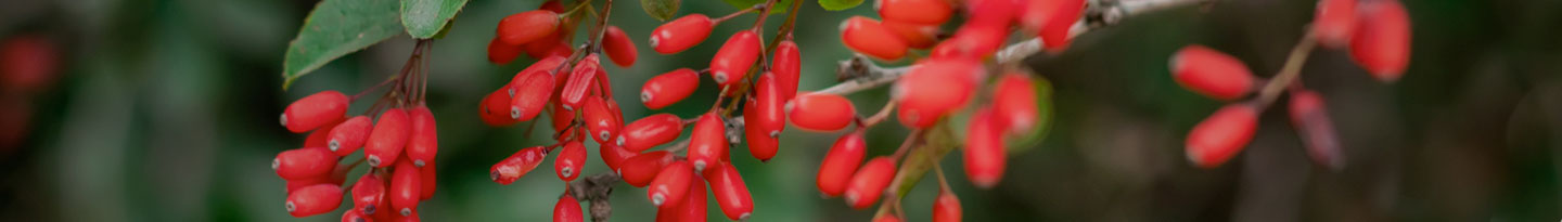 BERBERINE