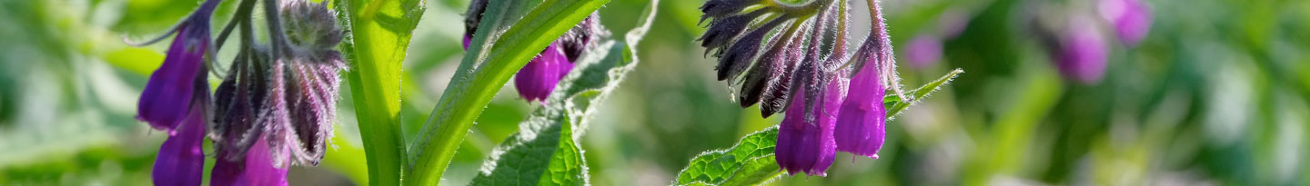 COMFREY