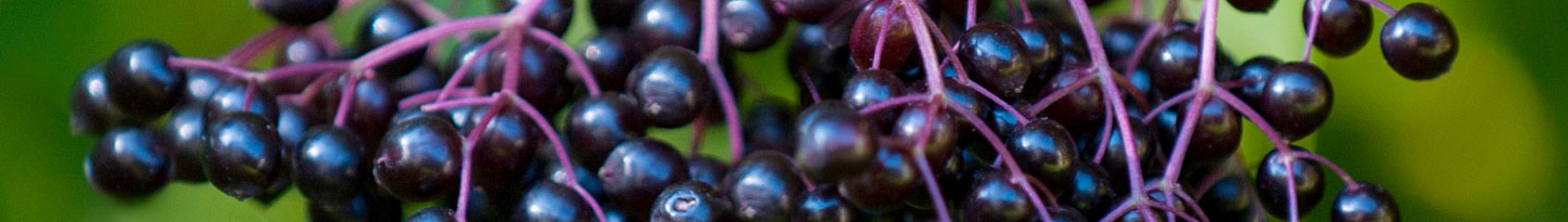 ELDERBERRY